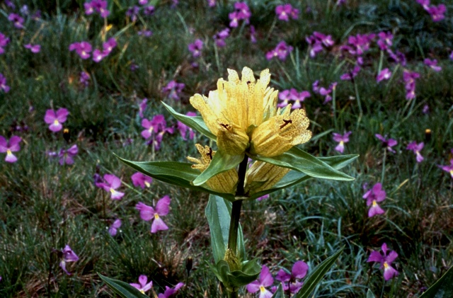 Gentiana punctata / Genziana punteggiata